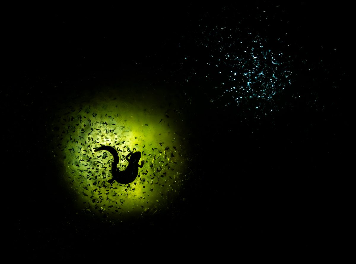 Litauszki Tibor – Az Év természetfotósa 2025–ben