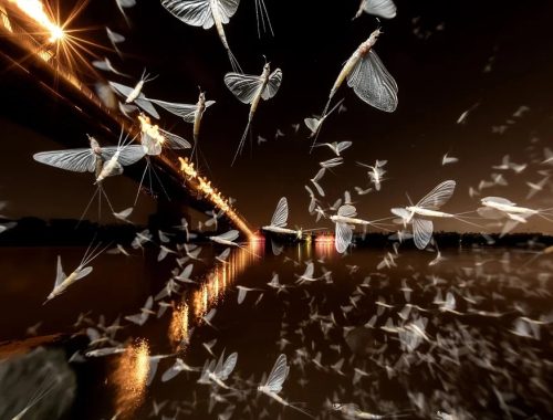 World Nature Photography Awards - Baranyai Réka, silver medal
