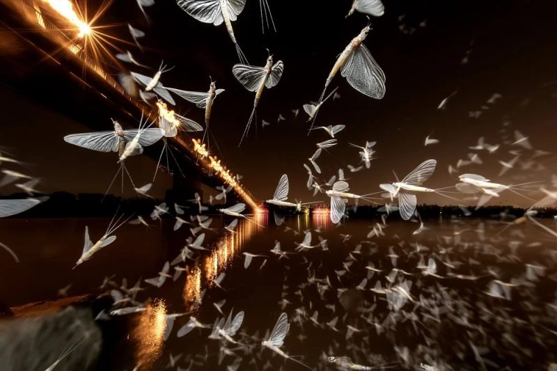 World Nature Photography Awards - Baranyai Réka, silver medal